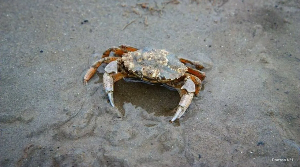 Грязевой краб распространился по Азовскому морю