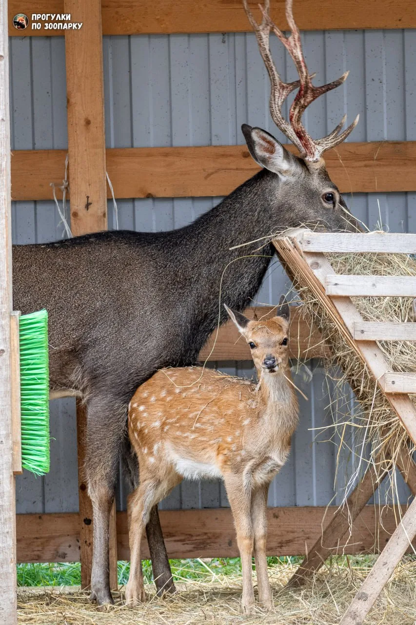 Пятнистый олень с детенышем🐾 🦌