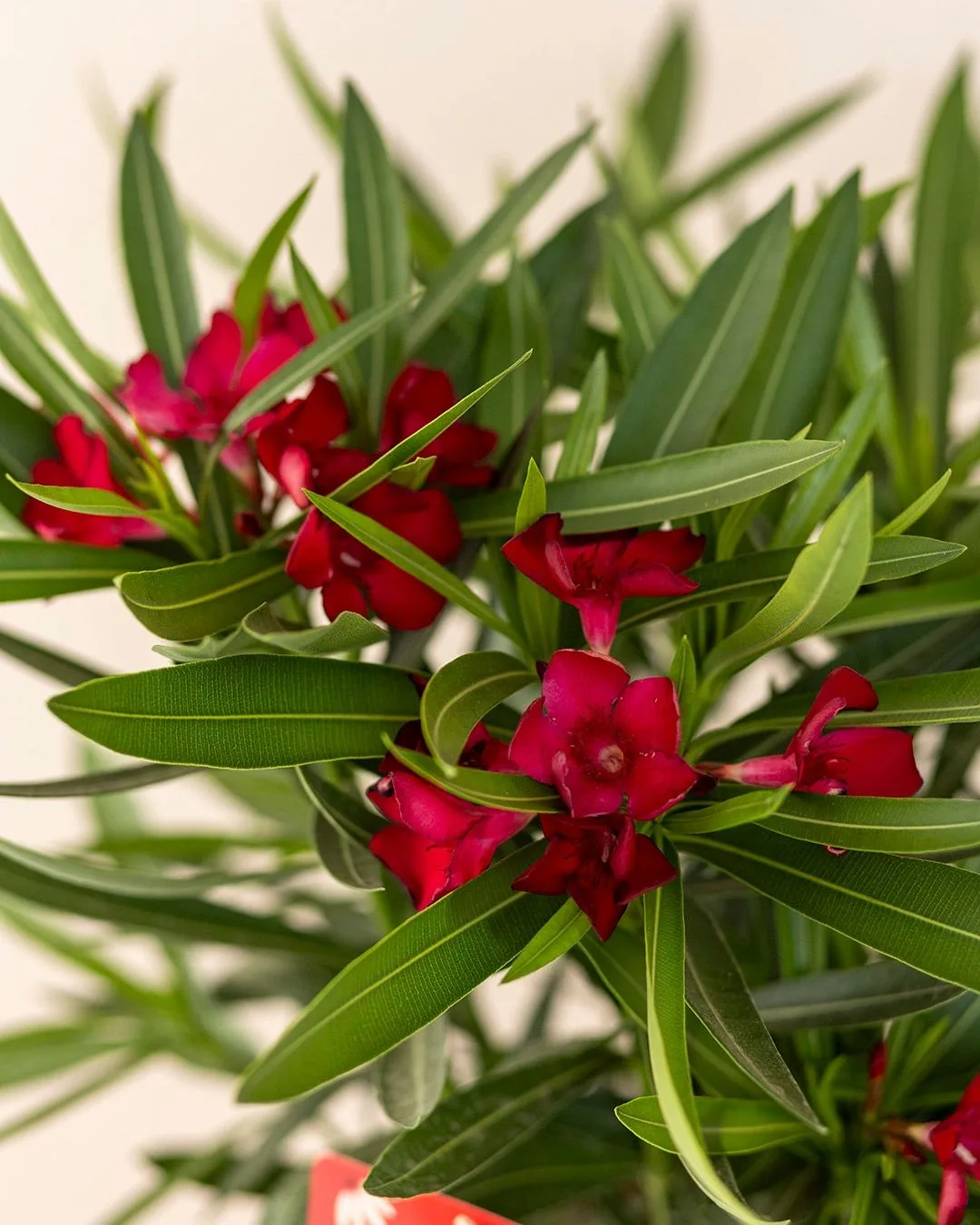 Олеандр (Nerium oleander) способен превратить обычный подоконник в настоящий уголок Сре...
