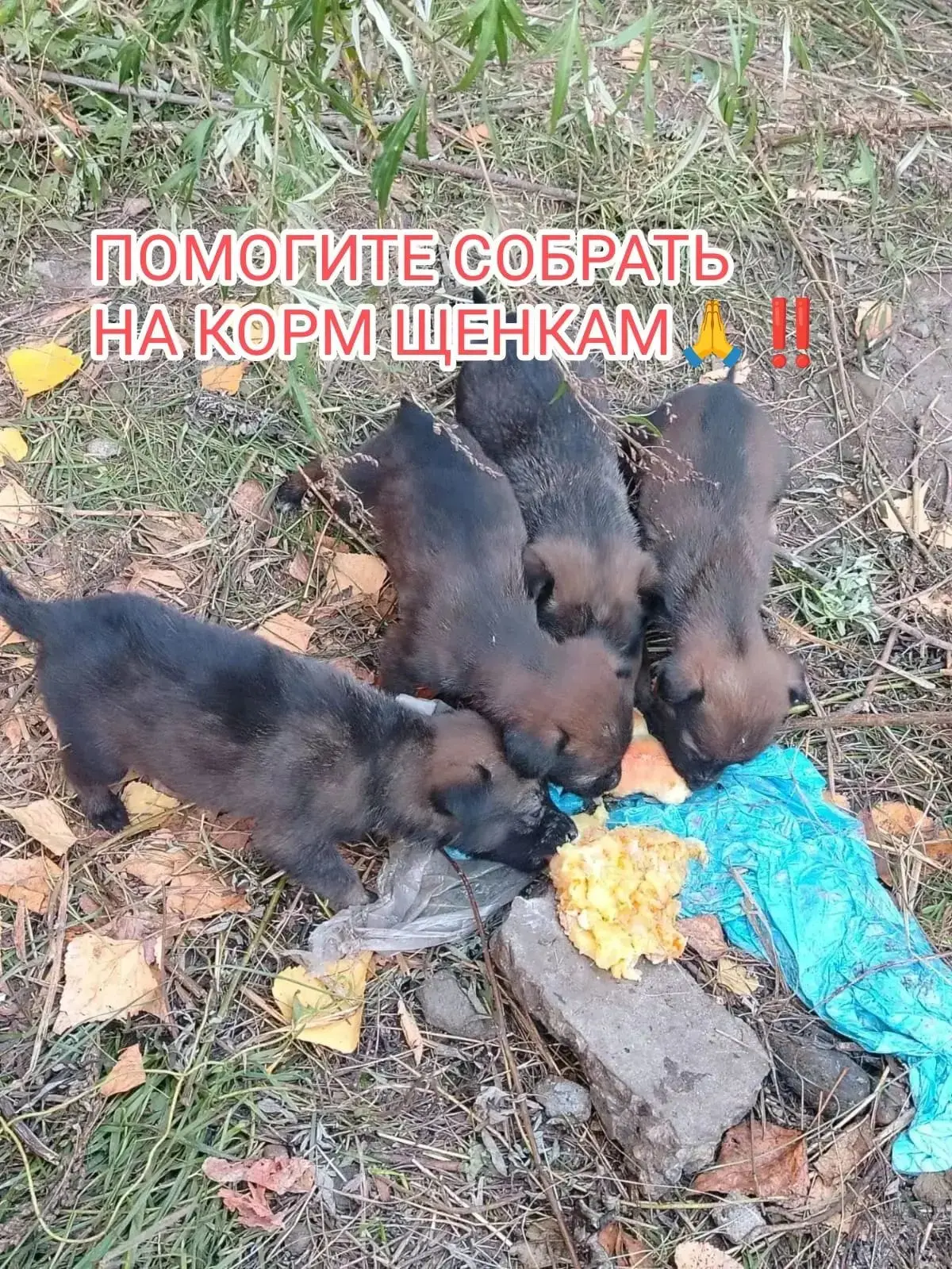 🆘СРОЧНЫЙ СБОР! 13 Спасенных жизней с поля просят о помощи! 🐾💔