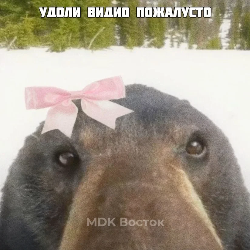 🐻 На Камчатке заметили очень упитанного медведя
