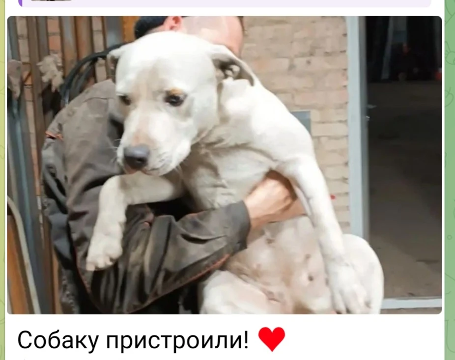На базу, в районе улицы Постникова в Артёме, прибилась вот такая собачка (девочка), воз...