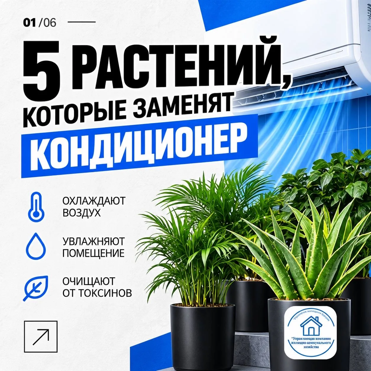 🍃 Пять зелёных друзей, которые охладят ваш дом без кондиционера! 🍃
