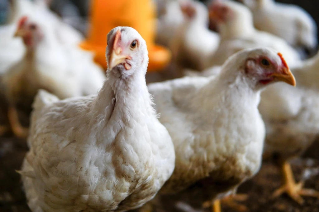 🐔 В Нижегородской области построят комплекс для выращивания цыплят-бройлеров стоимость...