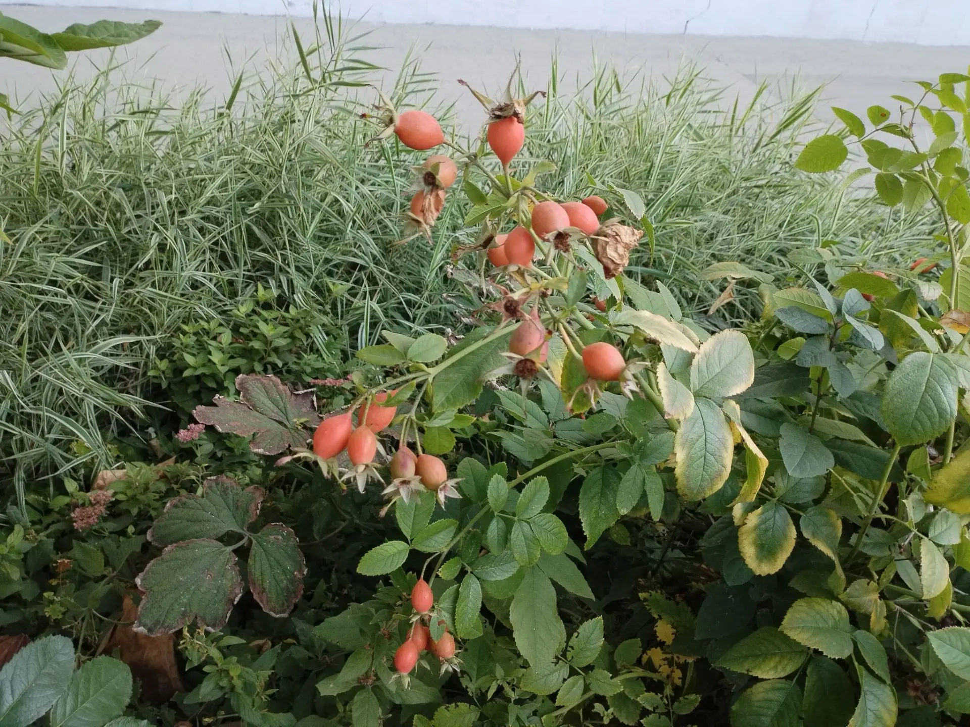 Дары осени. 🍁🌺