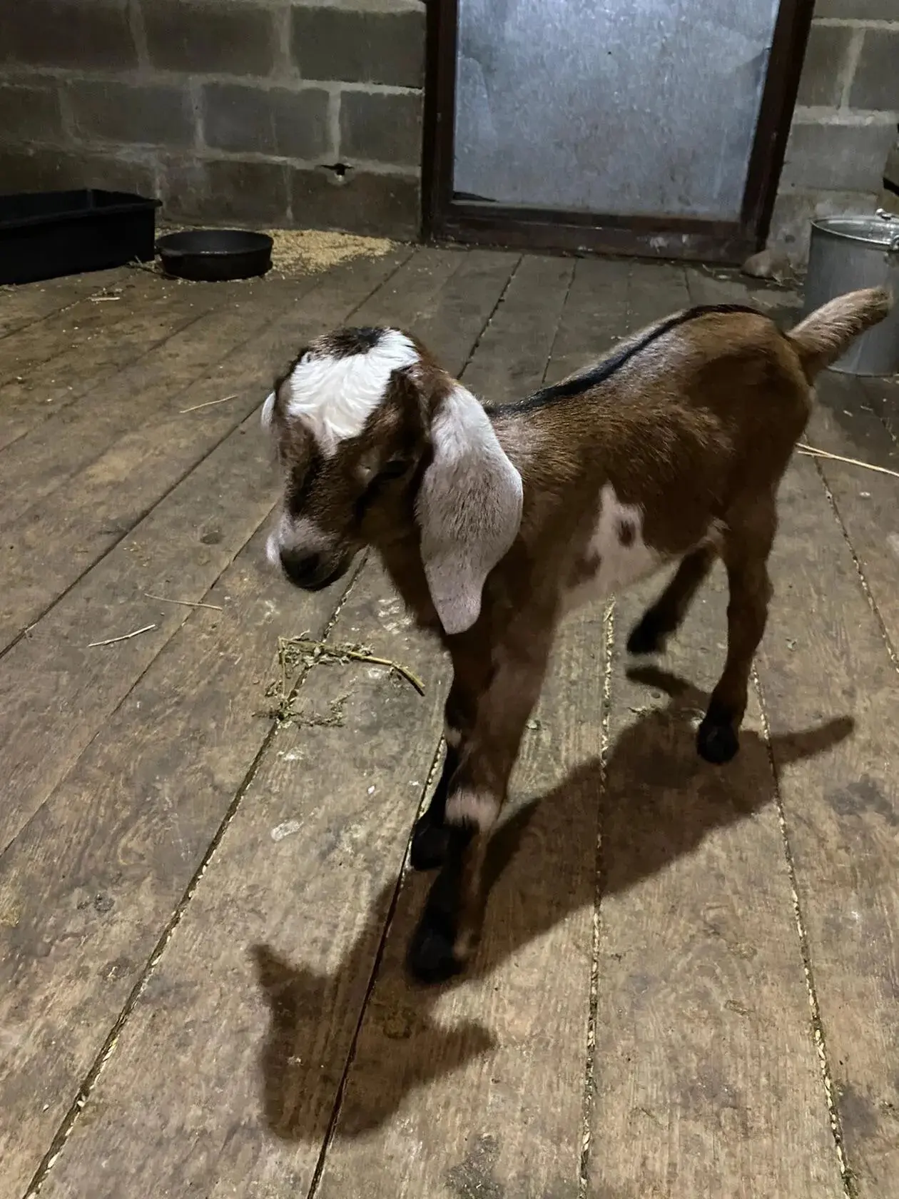 🐐 Наша козья история: от зааненских красавиц до нубийских прелестниц! 🥛