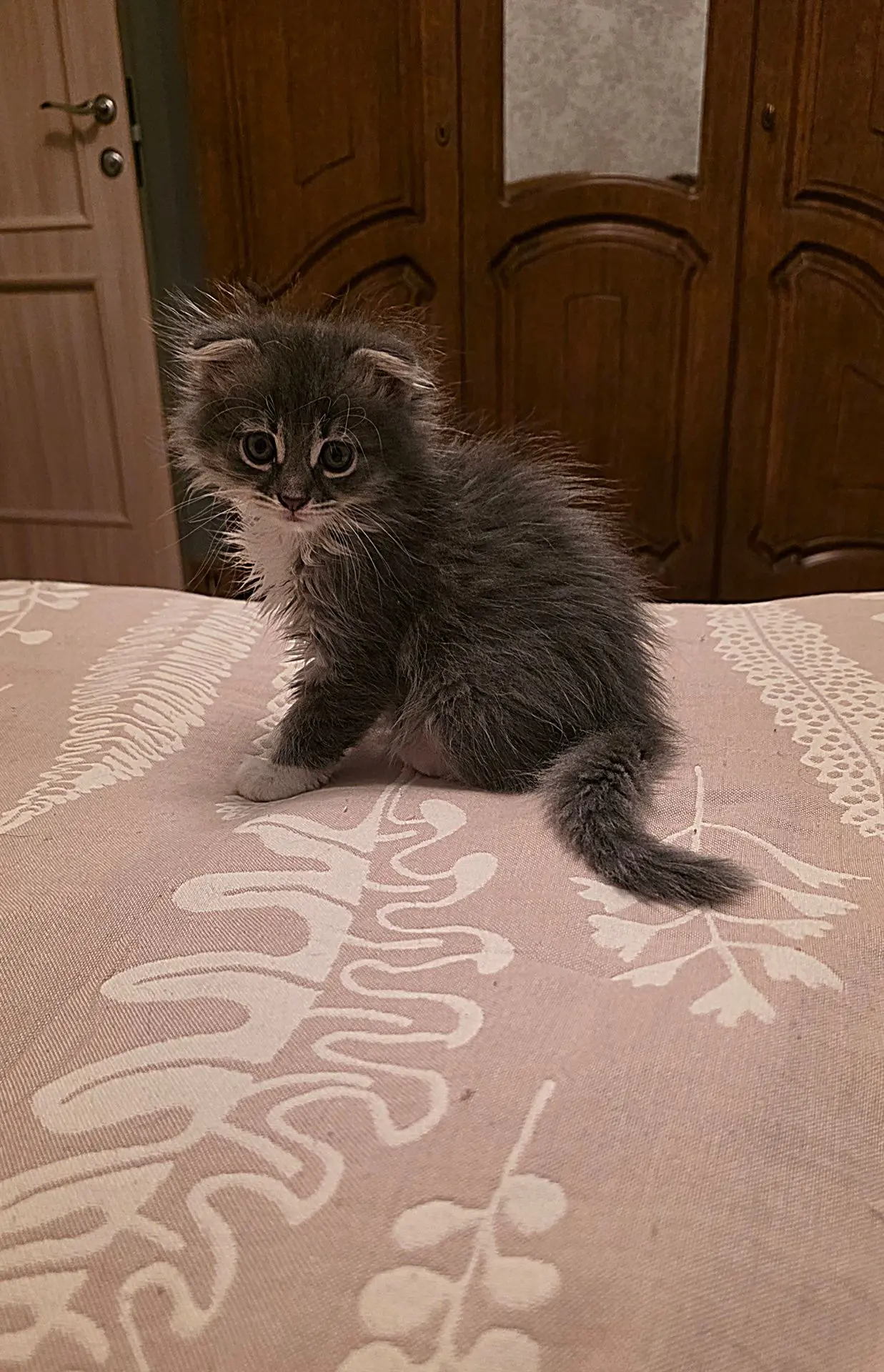 Кот Василий спрашивает,  как вы?)