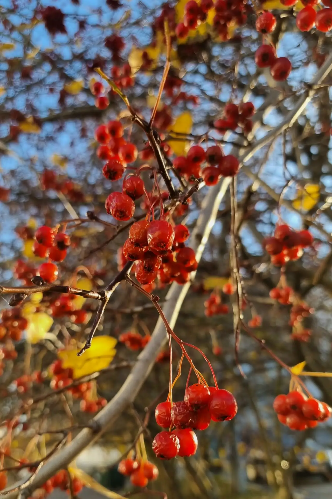 Боярышник в лучах солнца 🍂