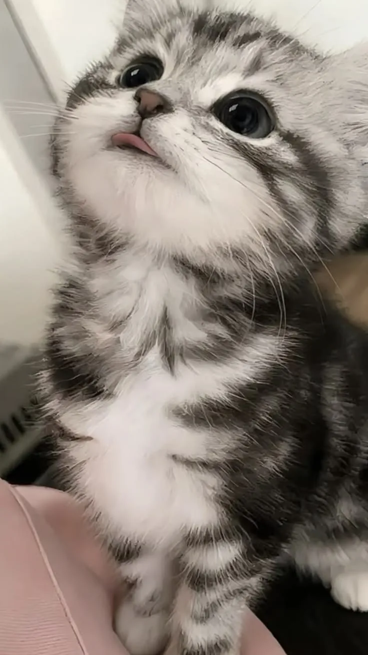 😛 Бе-бе-бе, а я милее тебя!