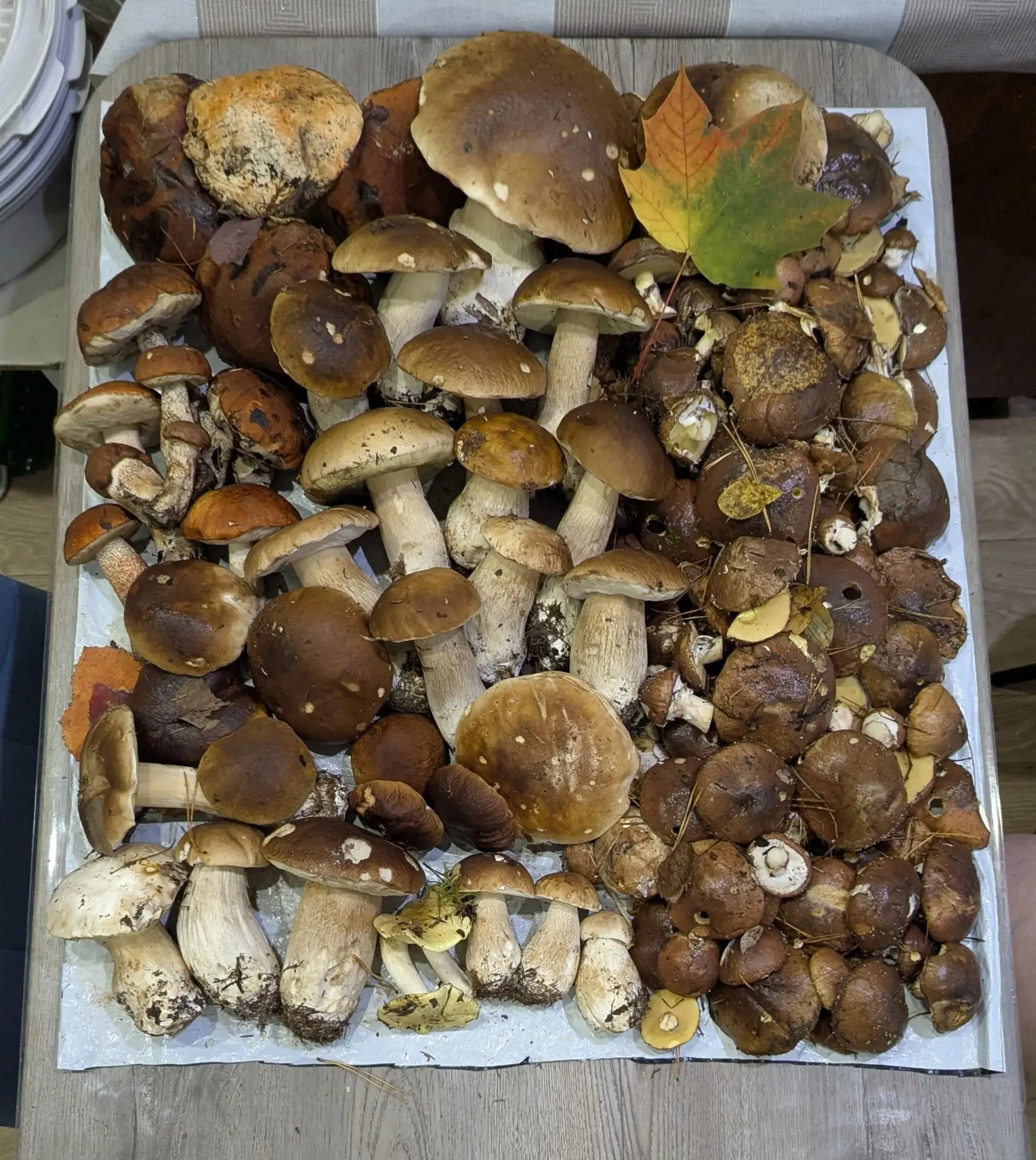 Мой натюрморт🍄‍🟫🍁 11.10.26.