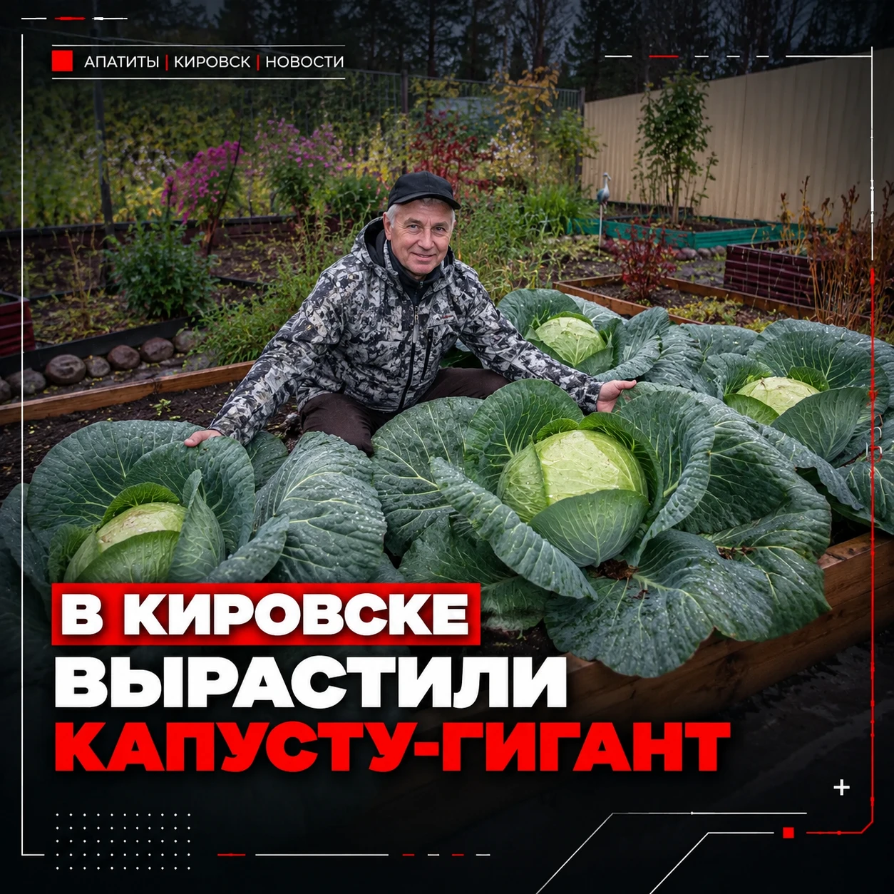 🥬 В Кировске выросла капуста-гигант весом более 8 килограммов!