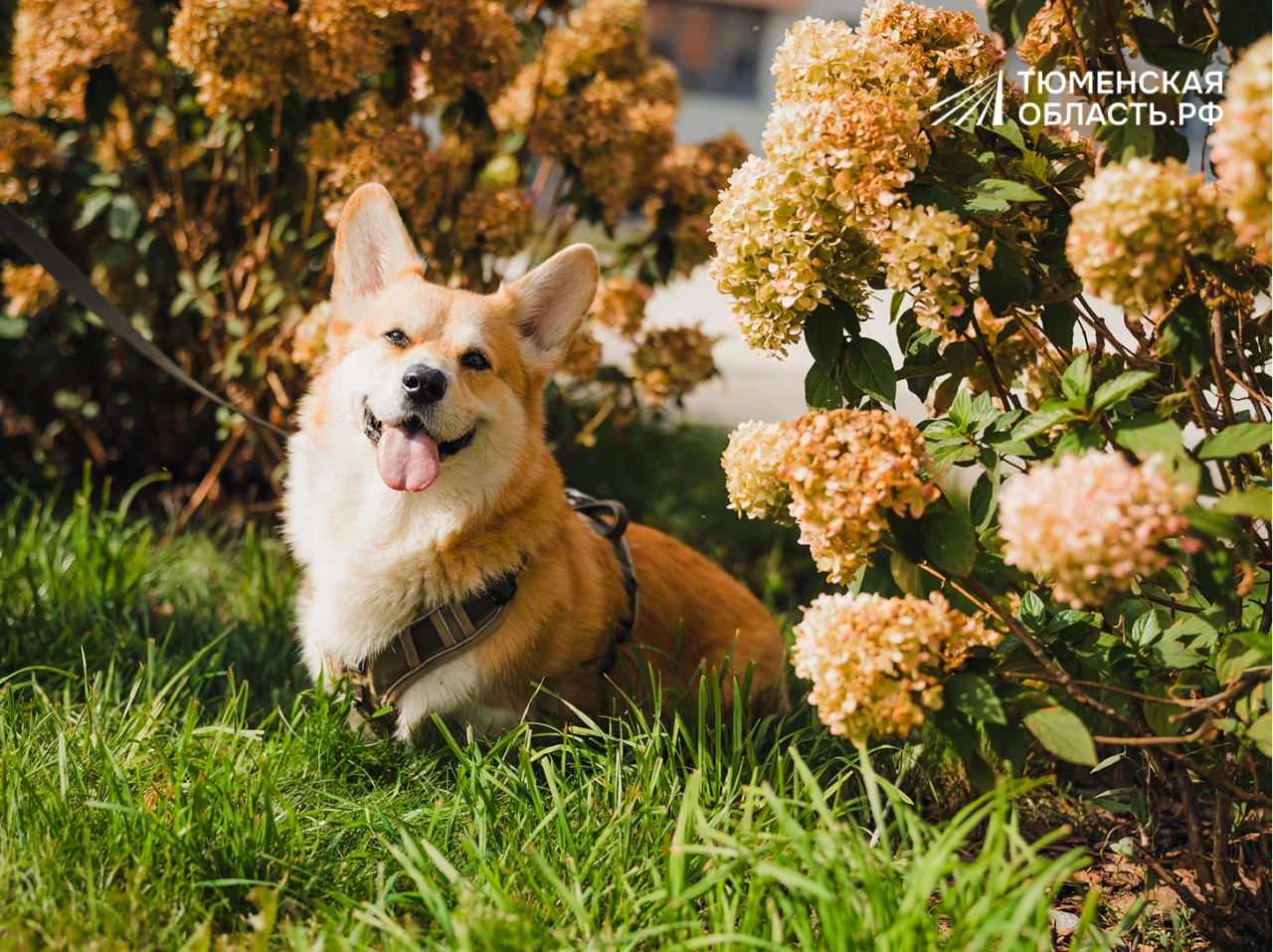 🐶 Миша знает толк в хорошей прогулке