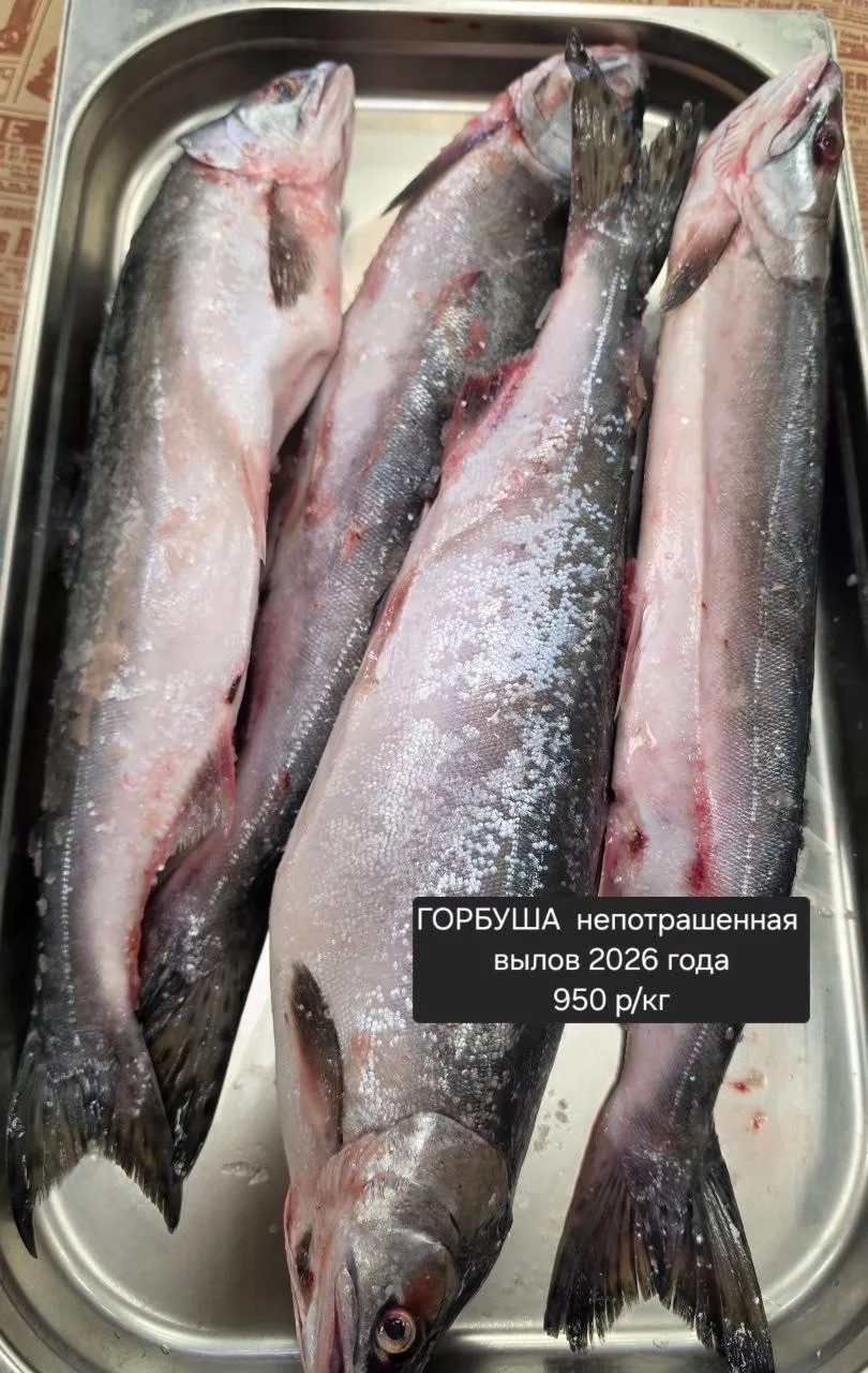 Поиск икряных девочек,  объявляется открытым 🔥🍂🤗 Приехала горбуша,  свежего вылова ,...