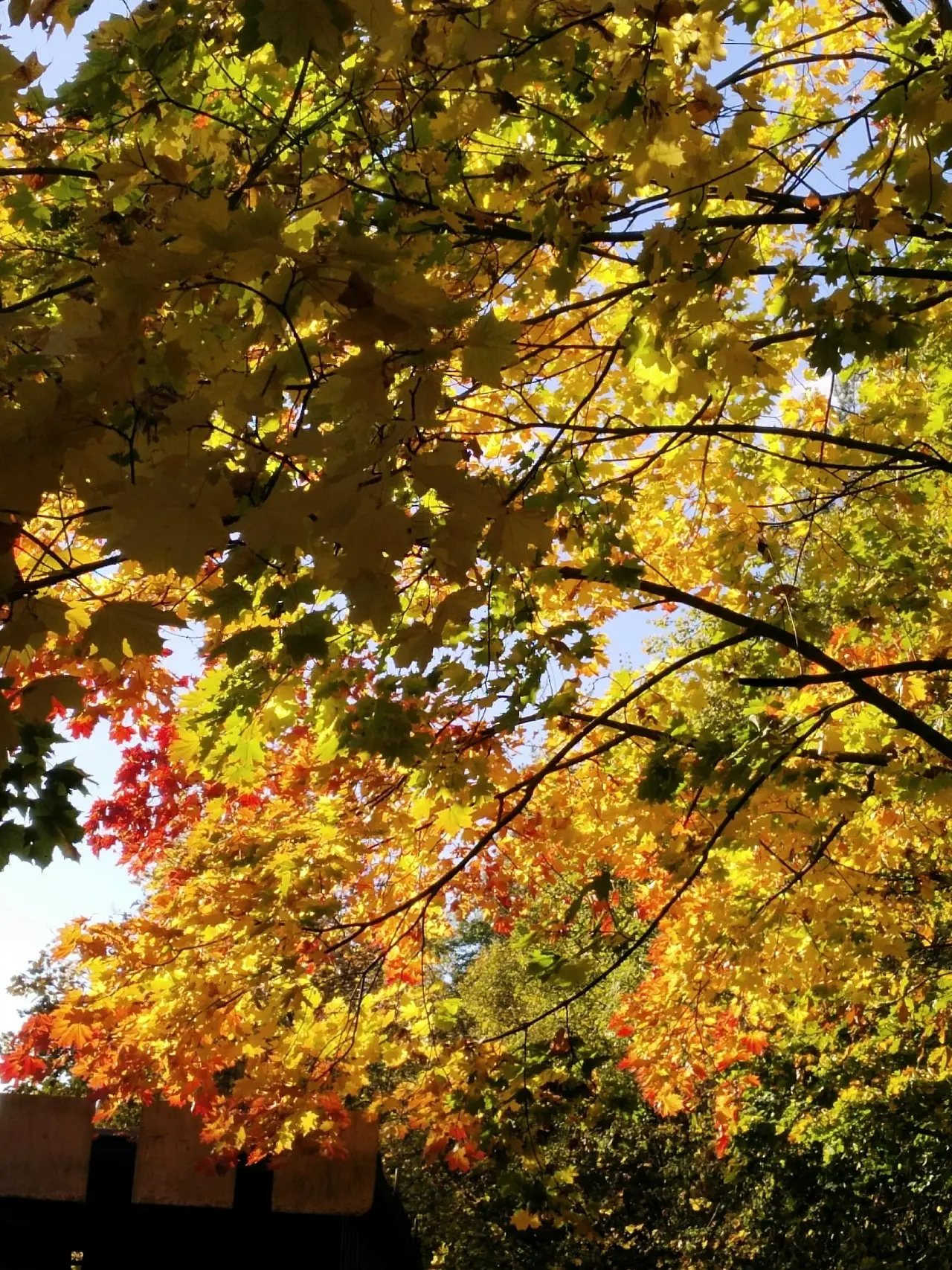 Осеннее Протвино🍂