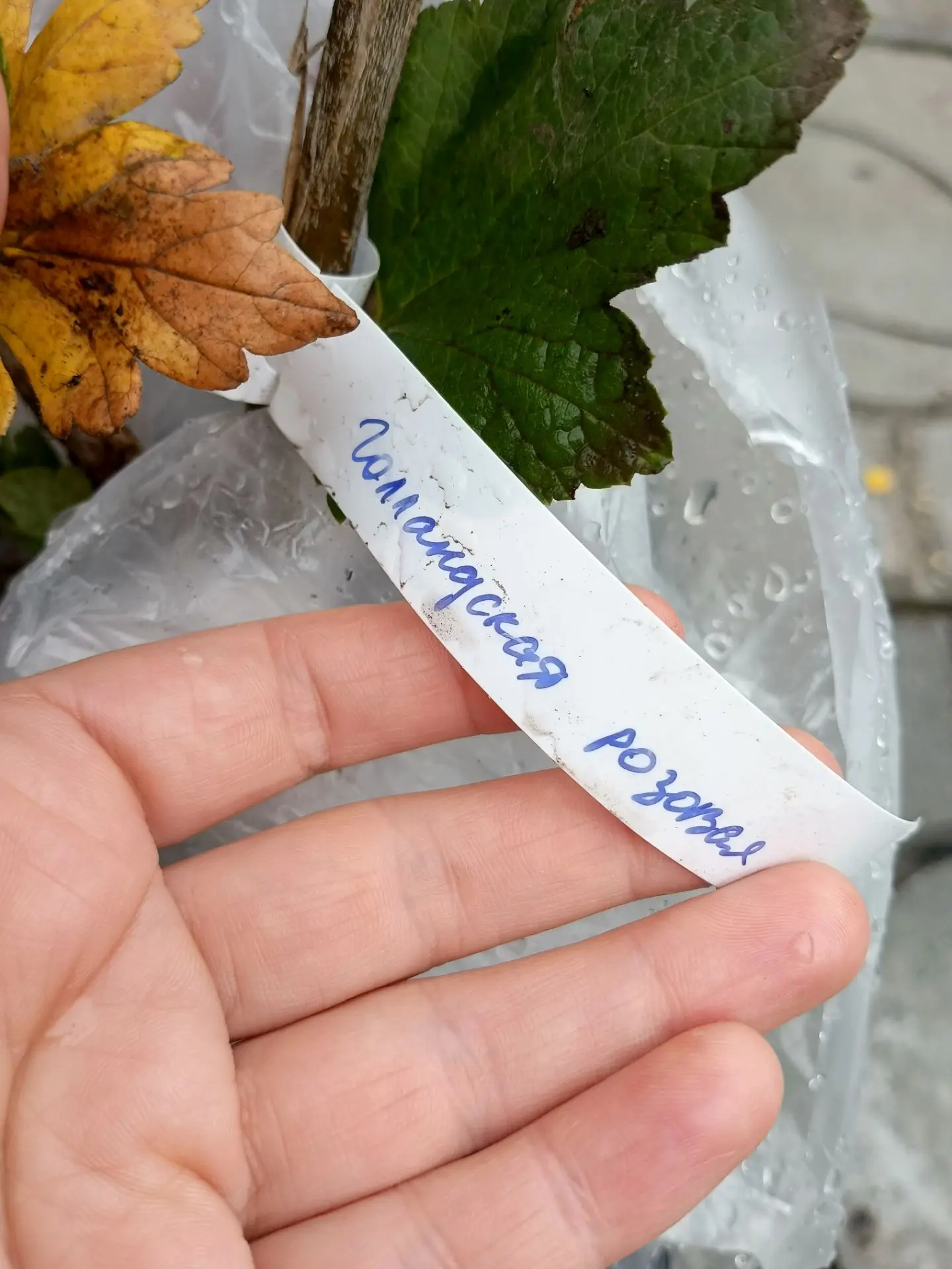 Пополнение маточников🤗