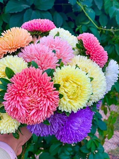 🌸 Четыре совершенно разные астры для яркого цветника — крупные, многоцветковые, полоса...