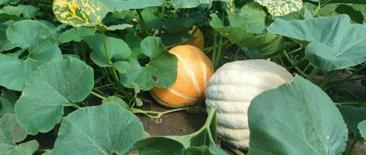 Кабак язга кадәр саклансын өчен нишләргә?