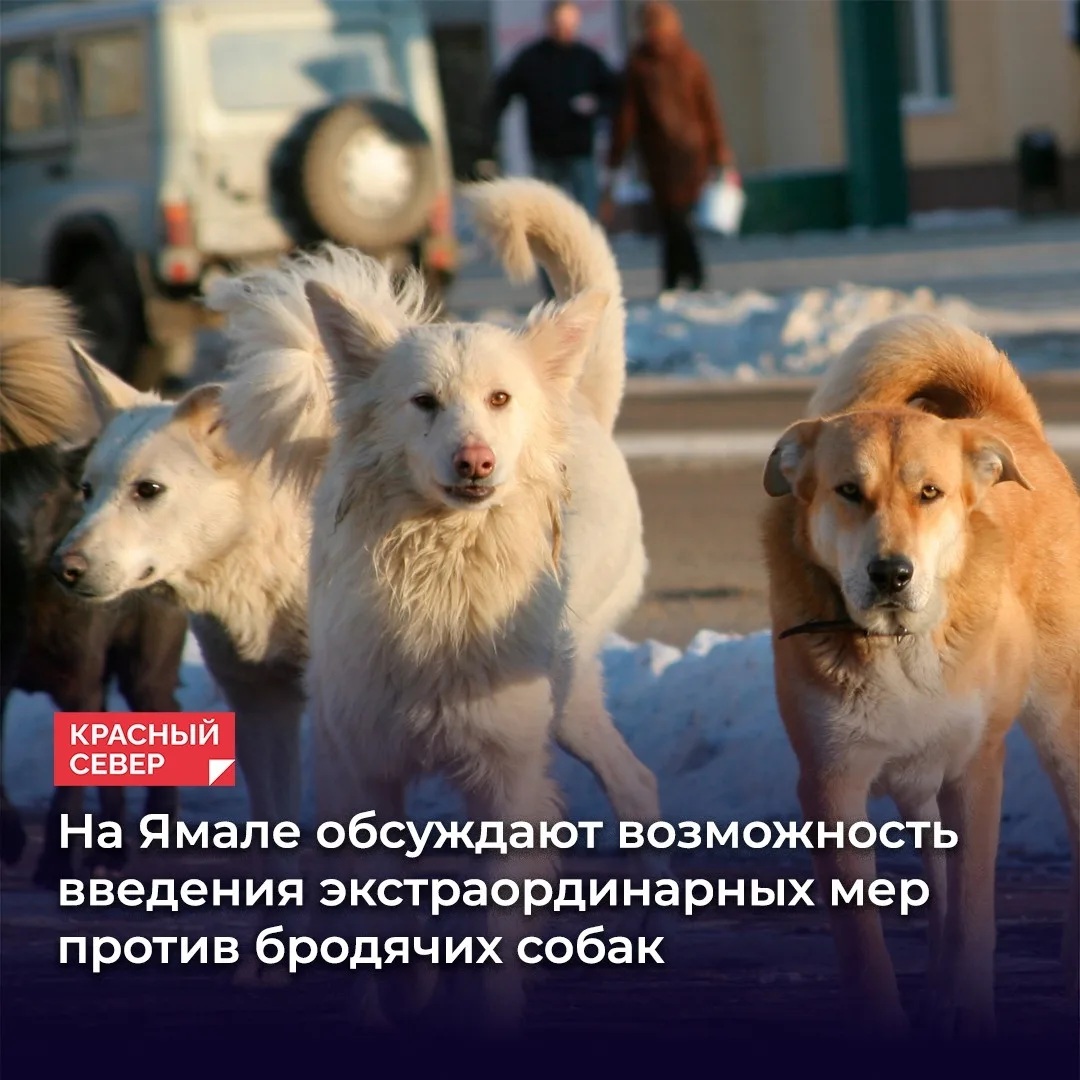 🐕 В округе могут ввести экстраординарный режим при отлове агрессивных бродячих собак. ...