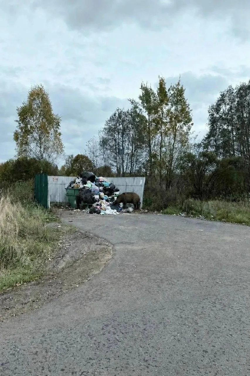 😲 Кабаны устроили рейд по мусоркам в Осташковском округе