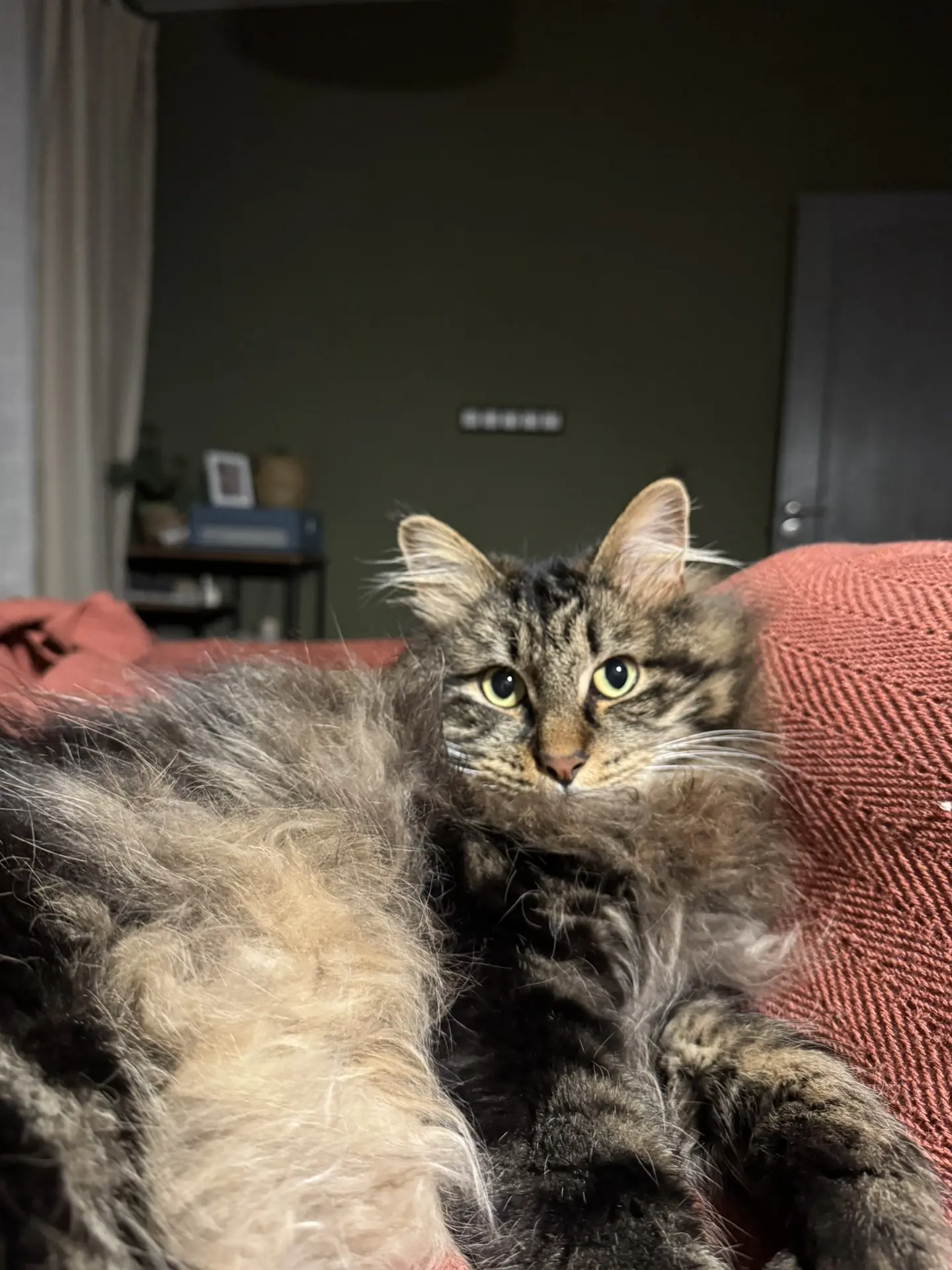 Кототерапия после двух часов домашки