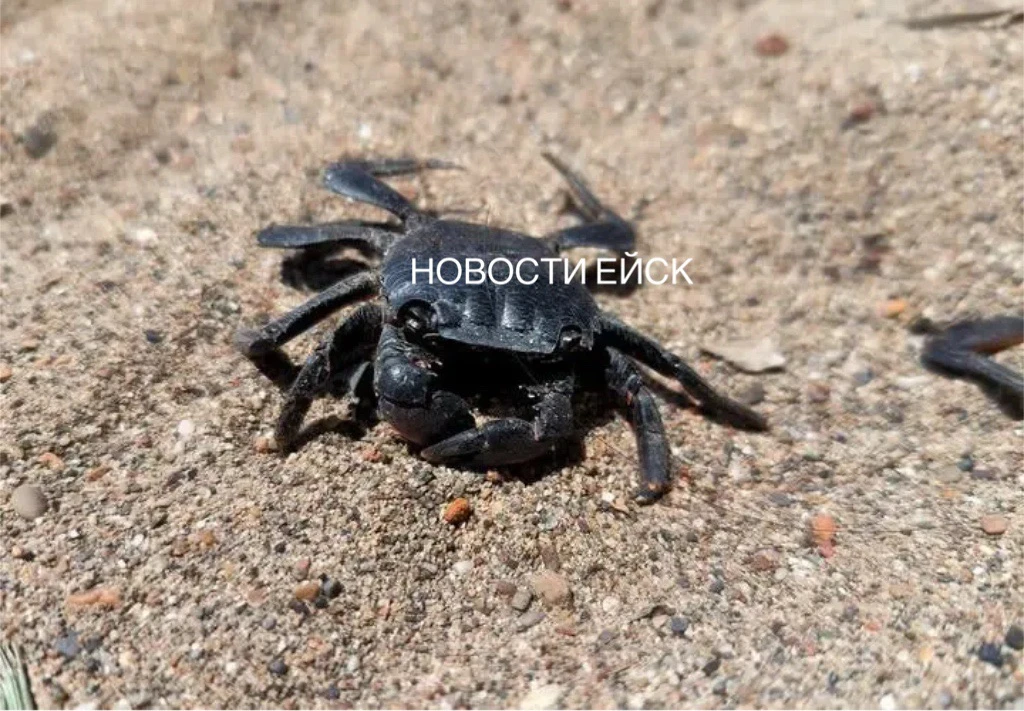 🦀 Азовское море захватывает чужеродный всеядный грязевой краб, из-за него может сократ...