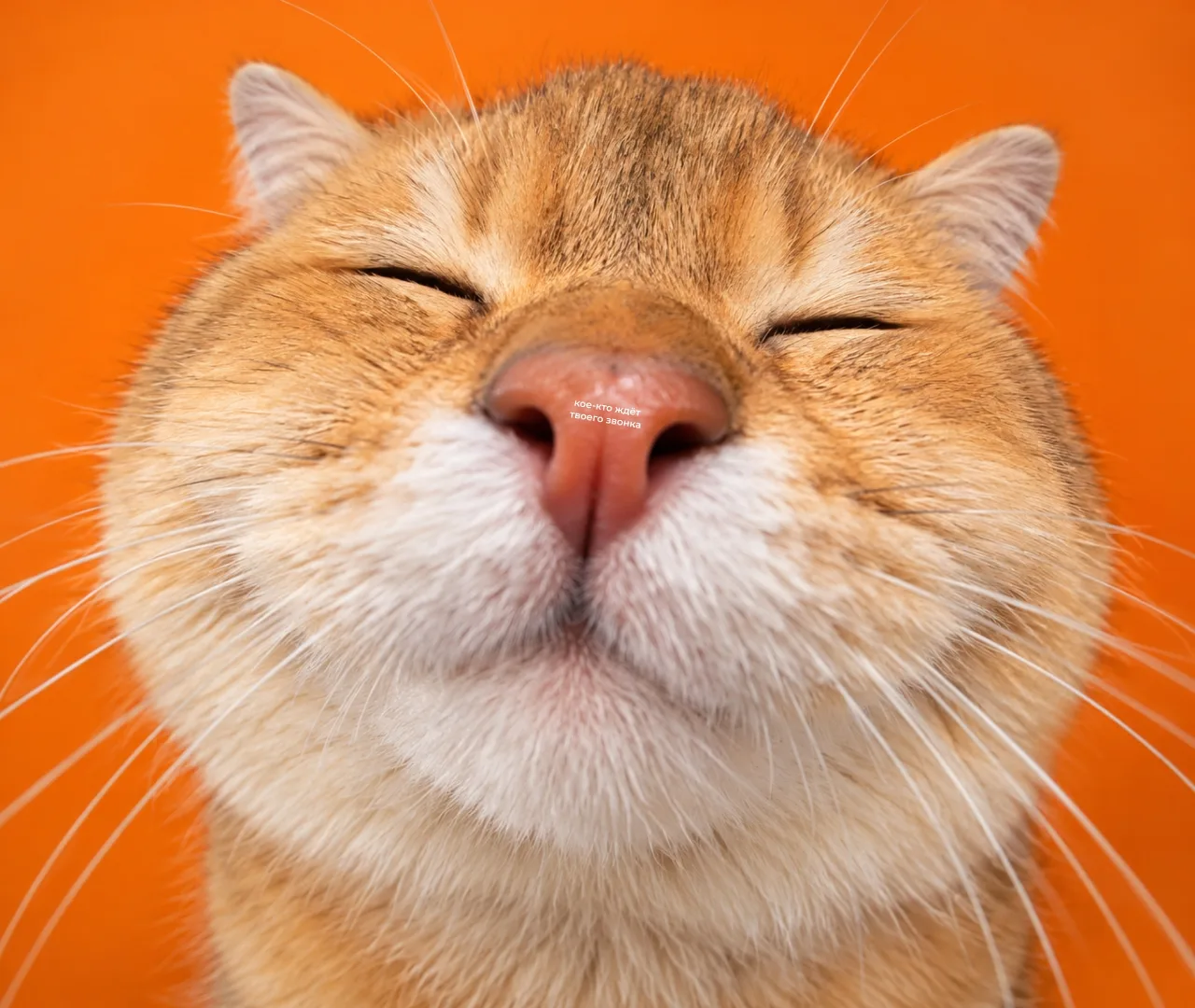 🐈 Увеличьте нос
