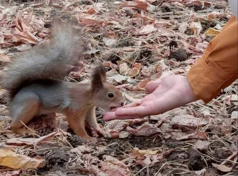 🐿️ В Жулебинском лесопарке белка привыкла к людям