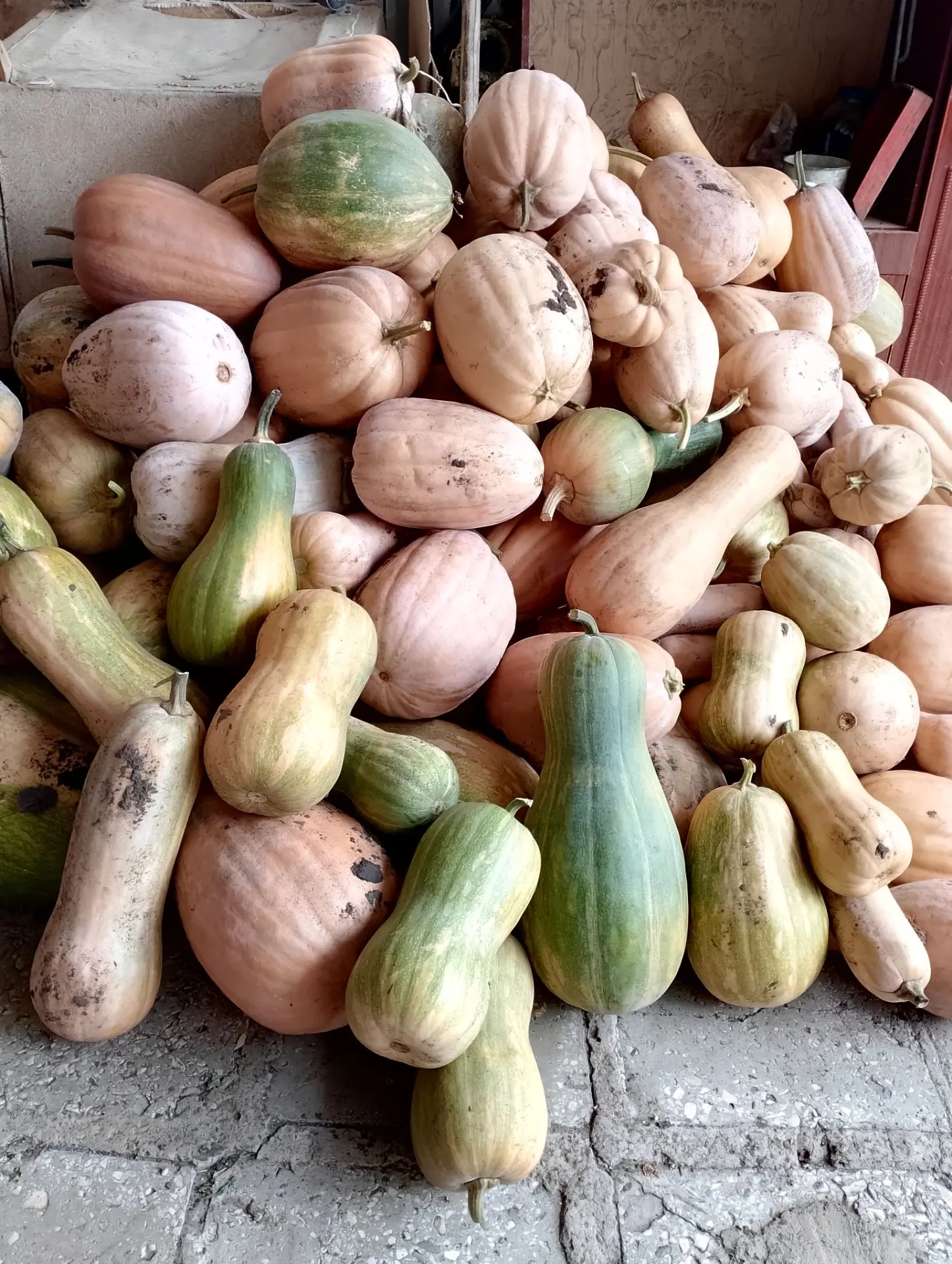 Продам тыкву, 35 руб, Светлоград. 8 988 706 37 28.