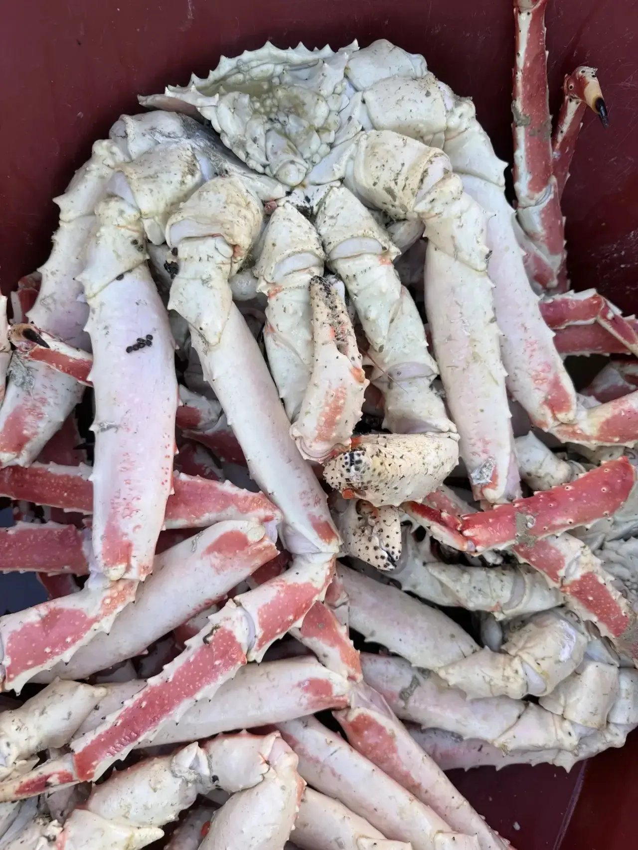 В наличии свежесваренный краб 🦀🦀🦀особи от 2 кг-5 кг