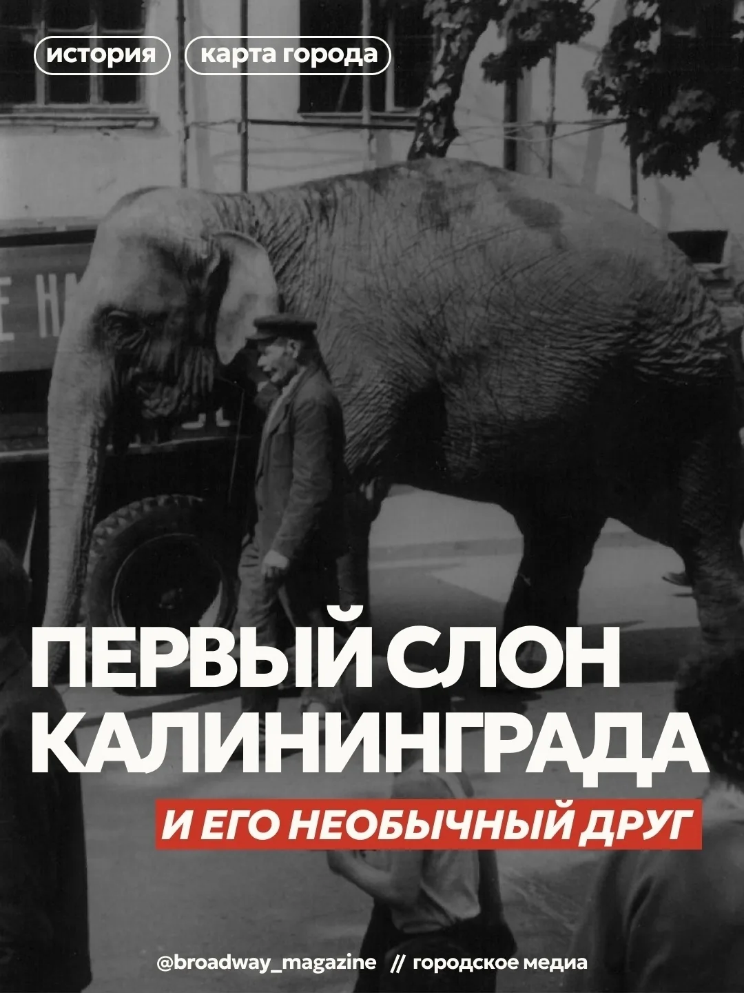 Необычная дружба слона и осла в зоопарке ➡️