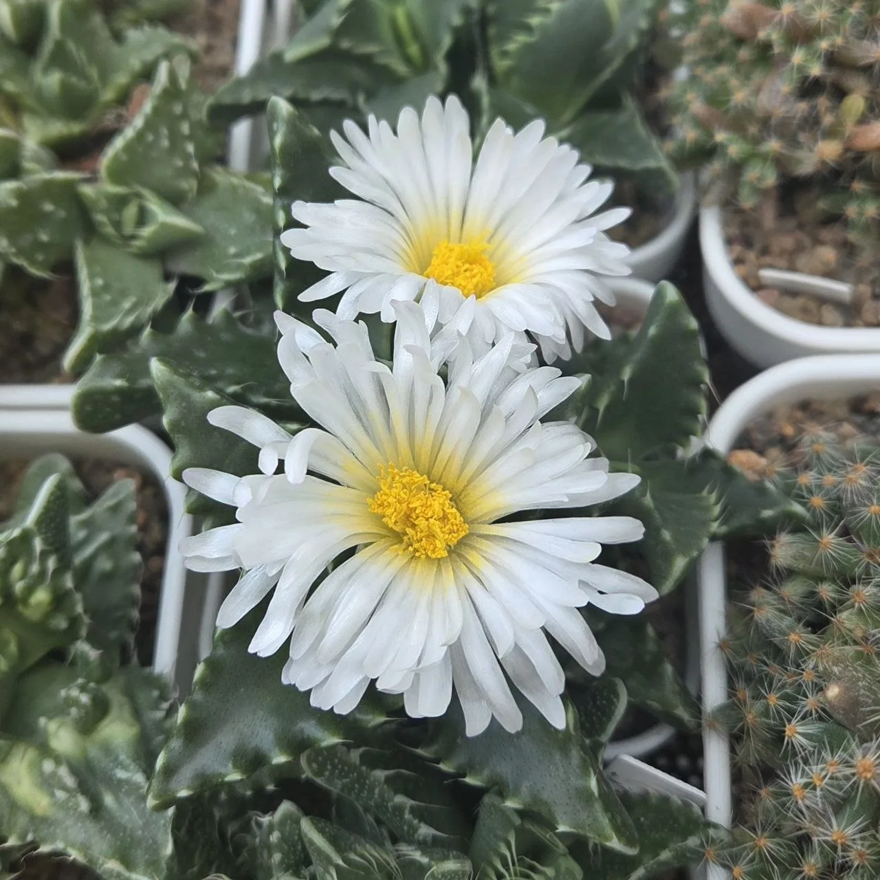 Faucaria candida - белые ромашки среди целой поляны желтых 😁