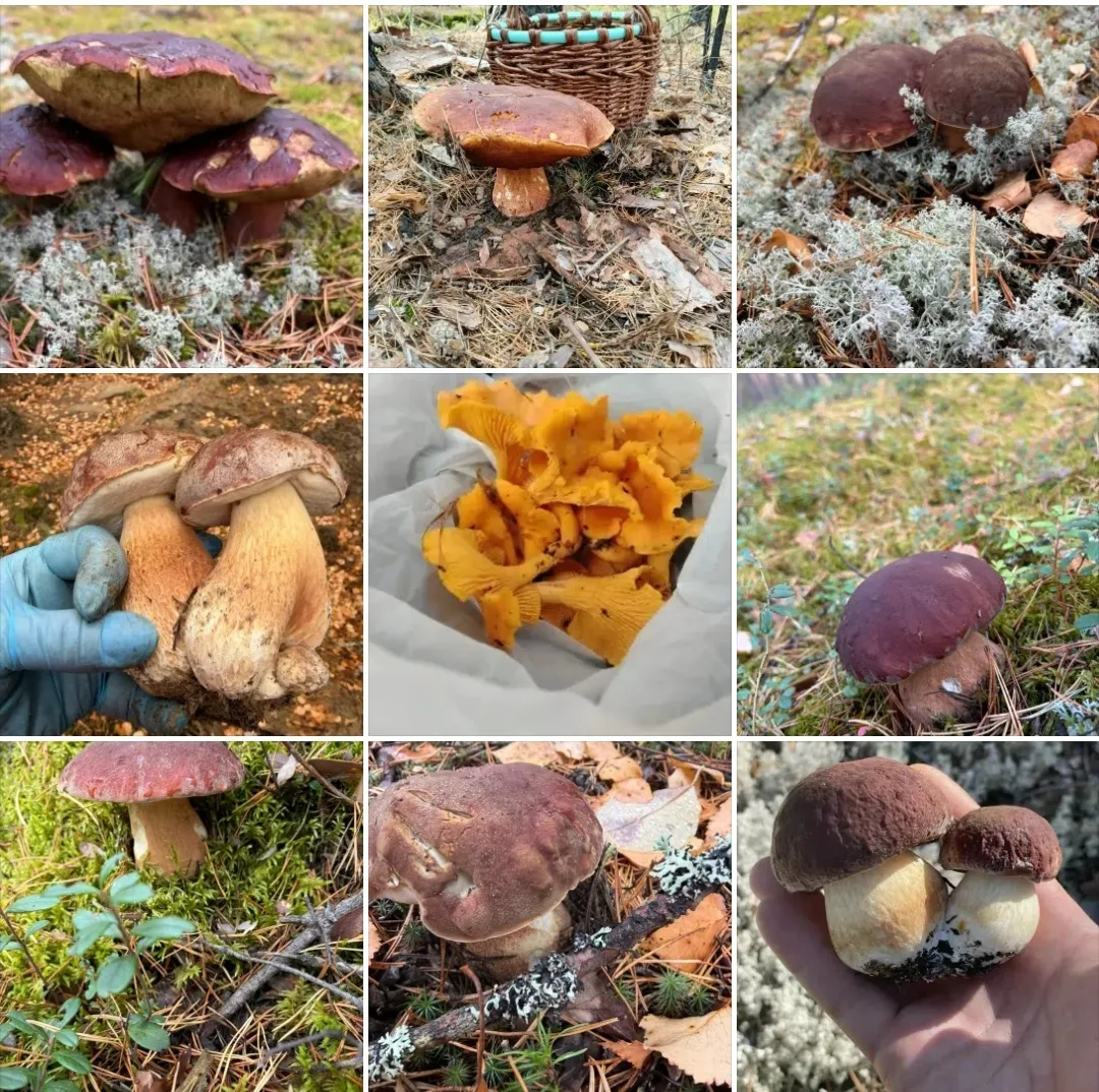 🍄 Костромичи закрывают грибной сезон богатым урожаем