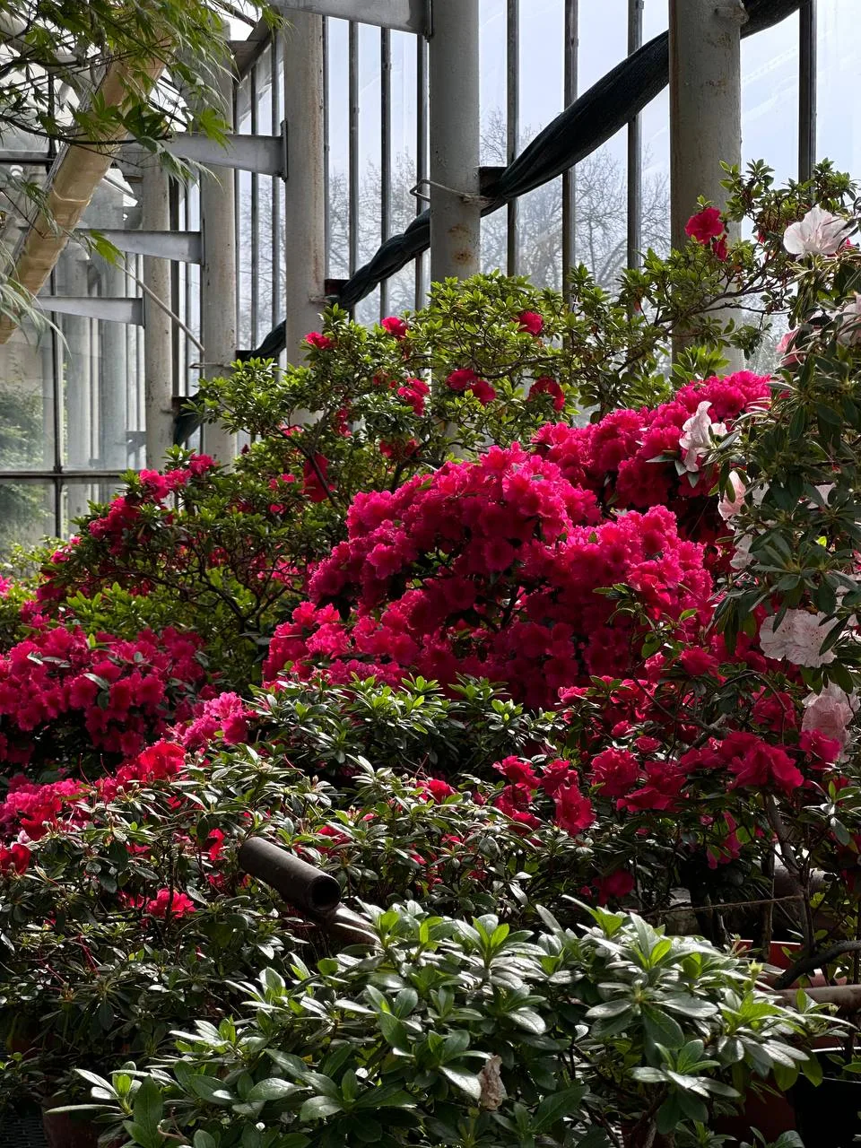 Настоящая сказка в Ботаническом саду✨🌸