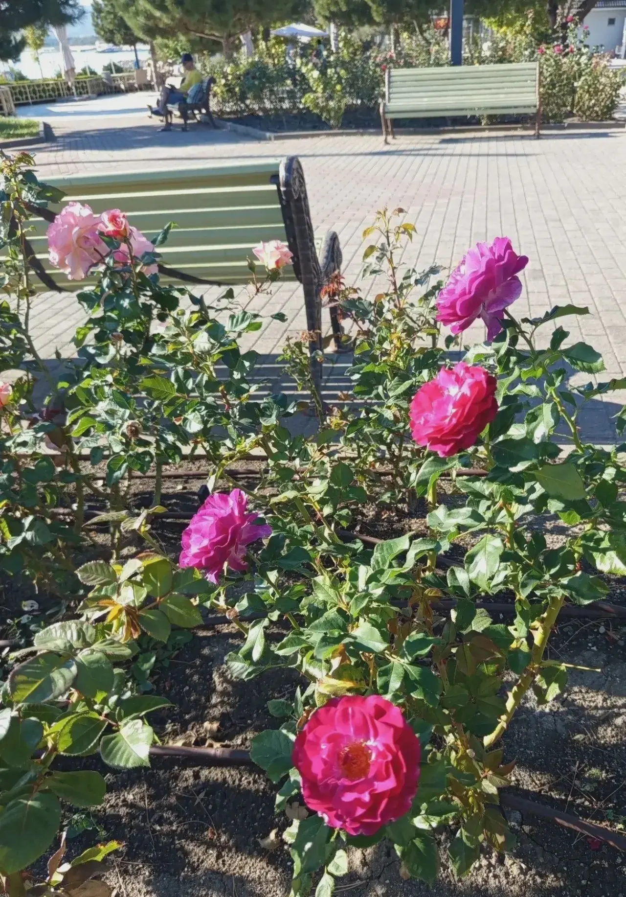 🍂 Осень в Геленджике остаётся тёплой