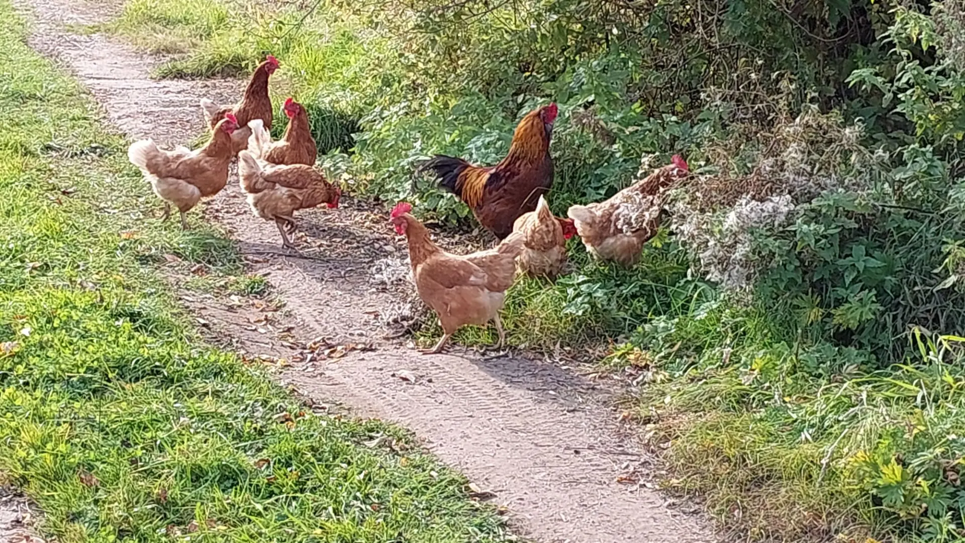 Тимур и его команда🐓🐔😊