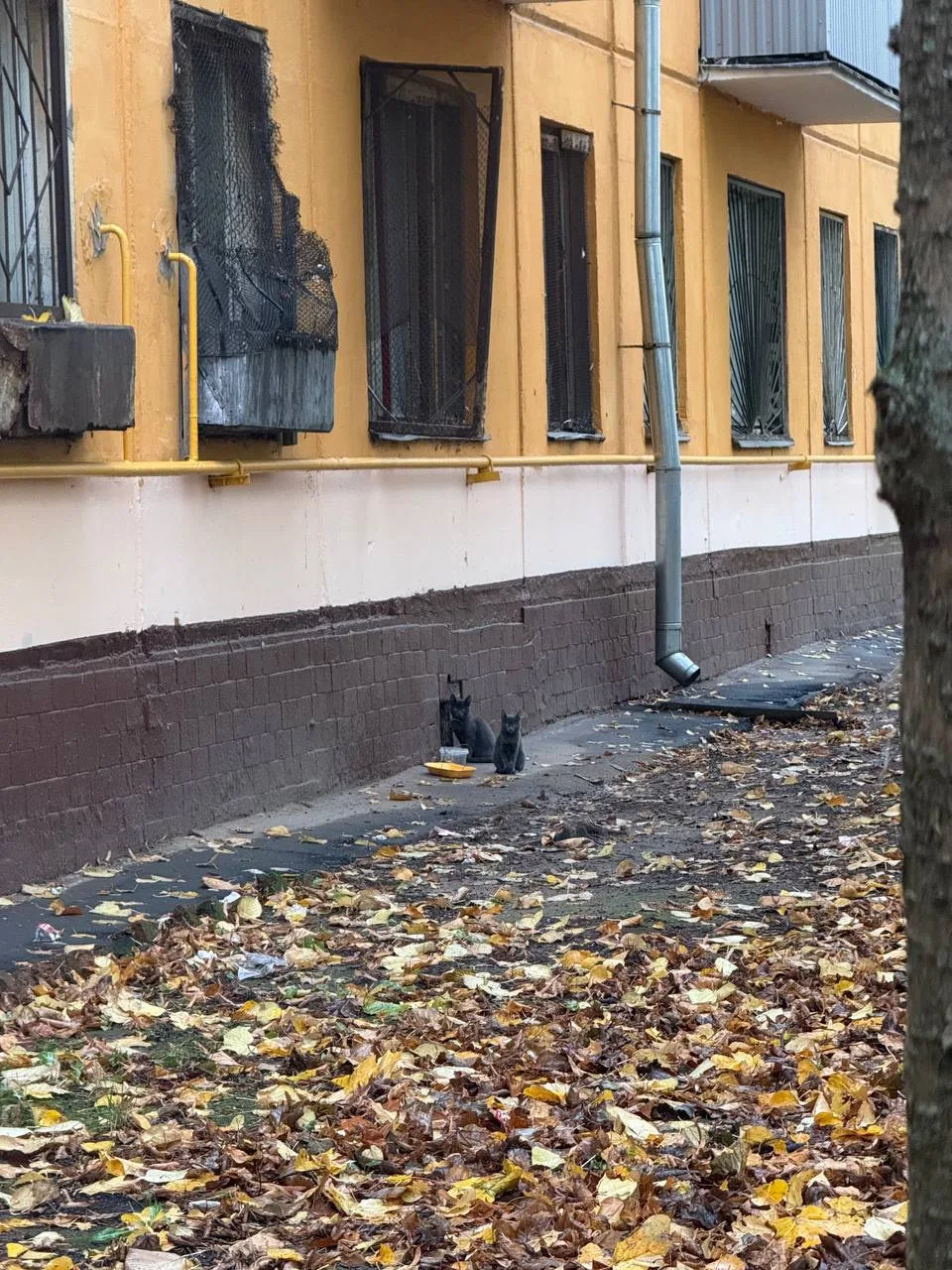 На проспекте Маршала Жукова возле одного из домов живёт мама‑кошка с котёнком. Похоже, ...