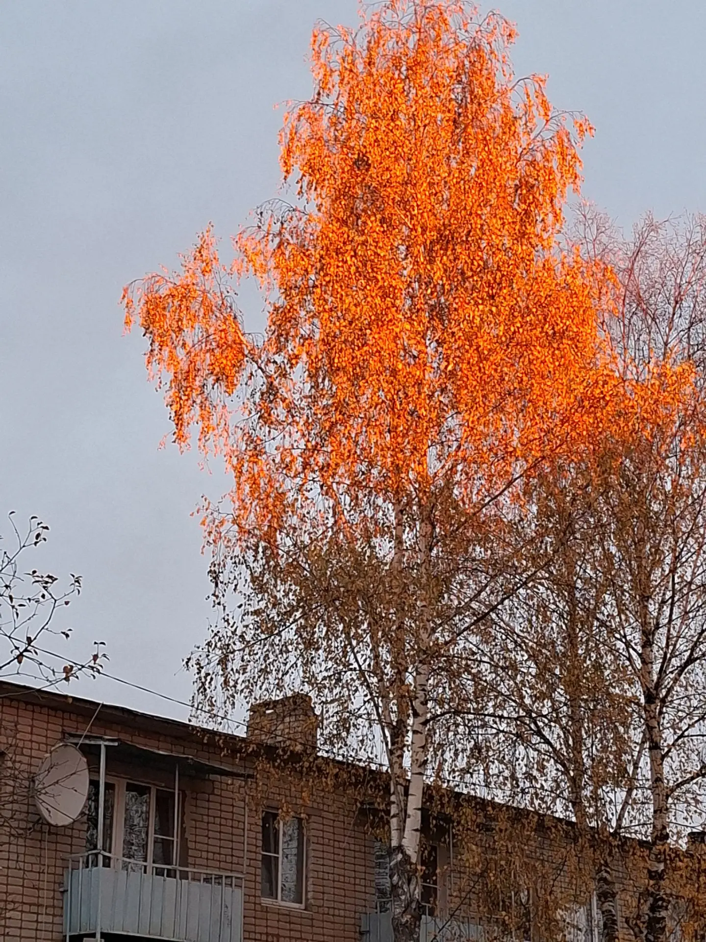 Берёза на фоне заката