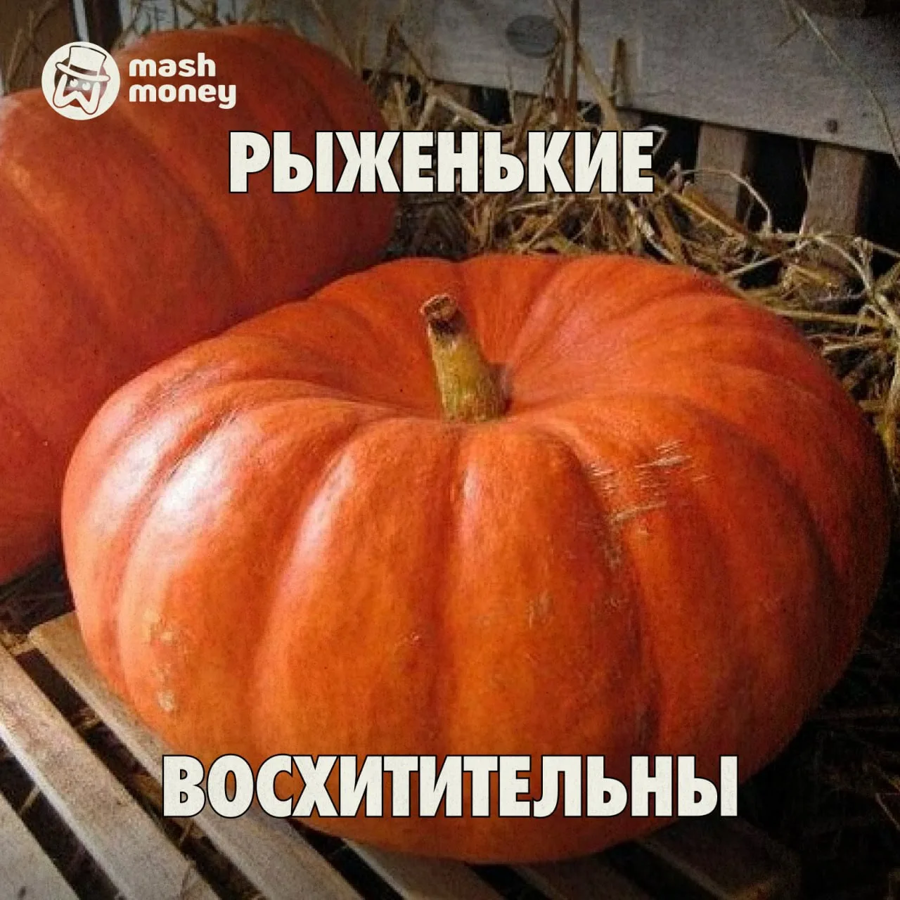 Россияне подсели на выращивание овощей-гигантов. На семенах рекордных плодов можно подн...