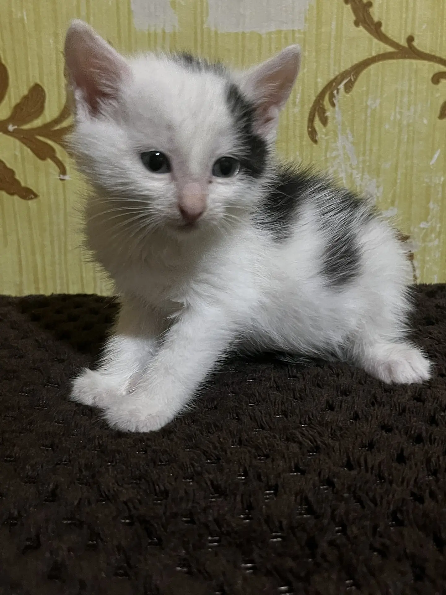 отдам котят в добрые руки,нашли на улице