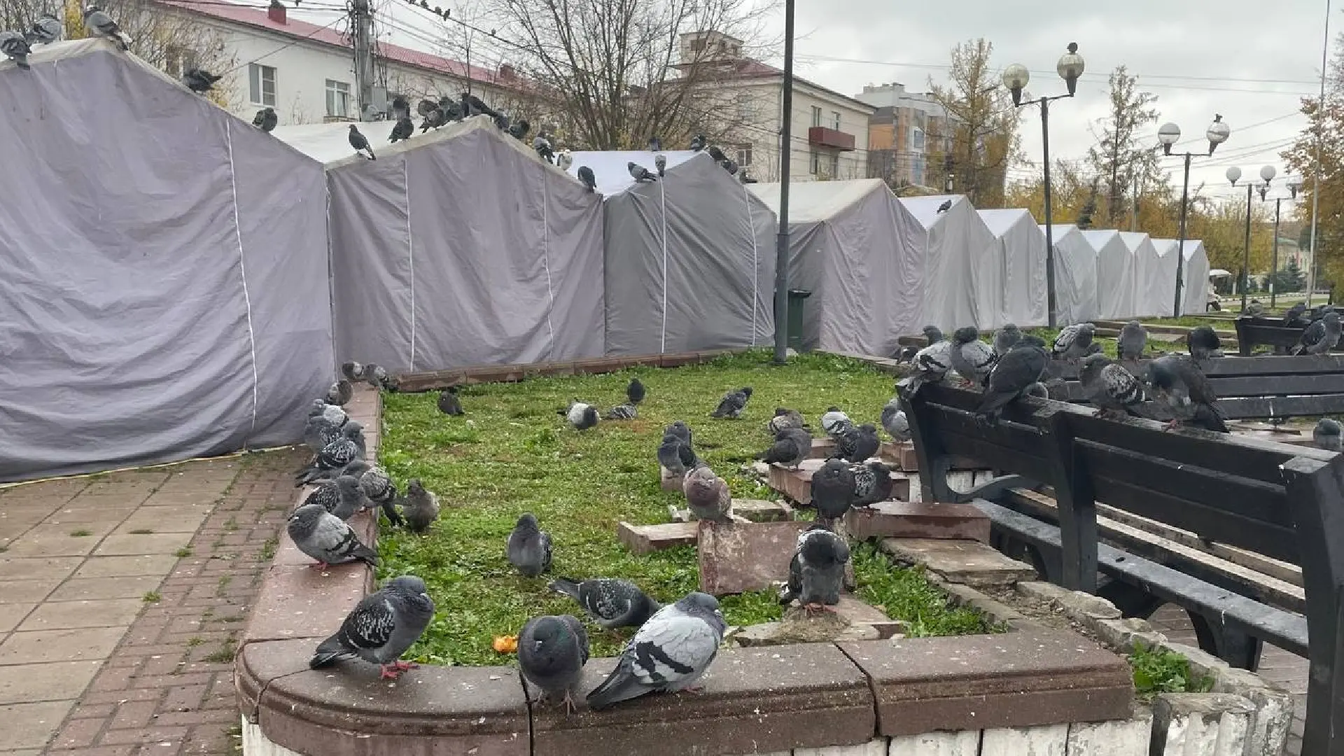 Откормленные голуби на площади🙈