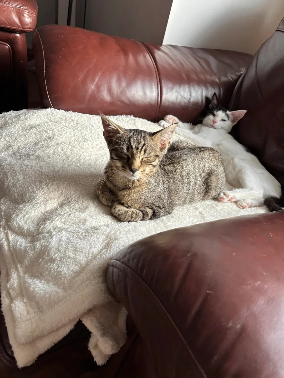 Как работается, кожаный? 😸😸