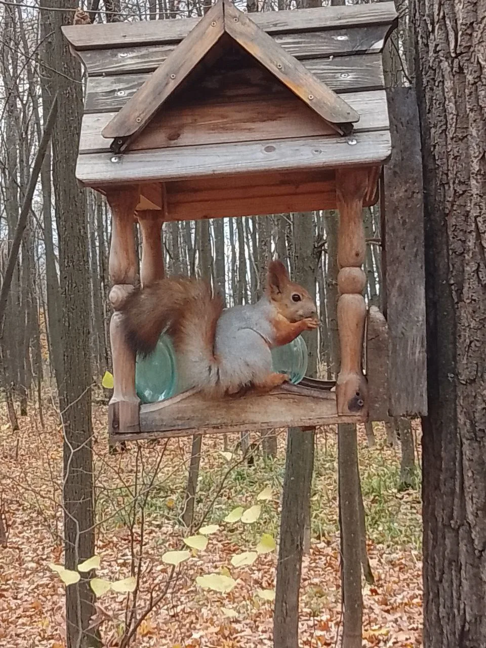 Белочка в парке