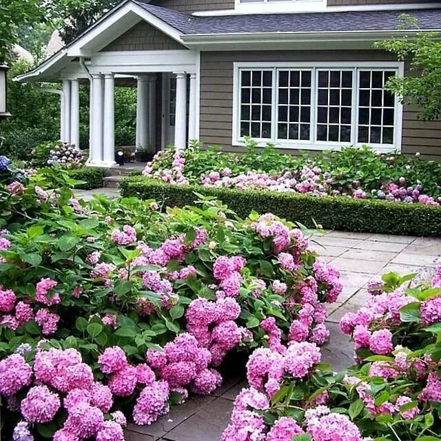 🌺🍀Попyлярные виды и cорта cадовых гортeнзий