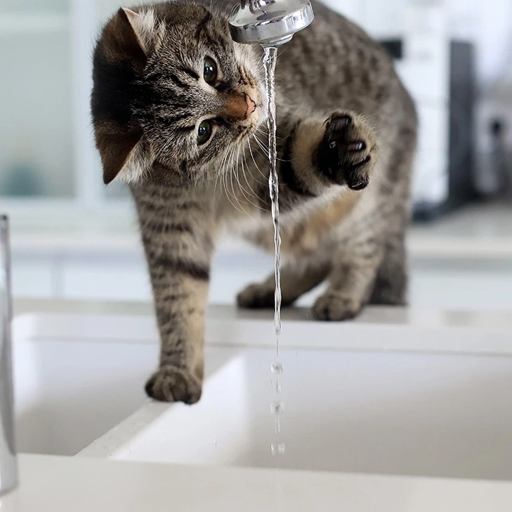 🐈 Кот открыл кран и затопил квартиру на сотни тысяч рублей.