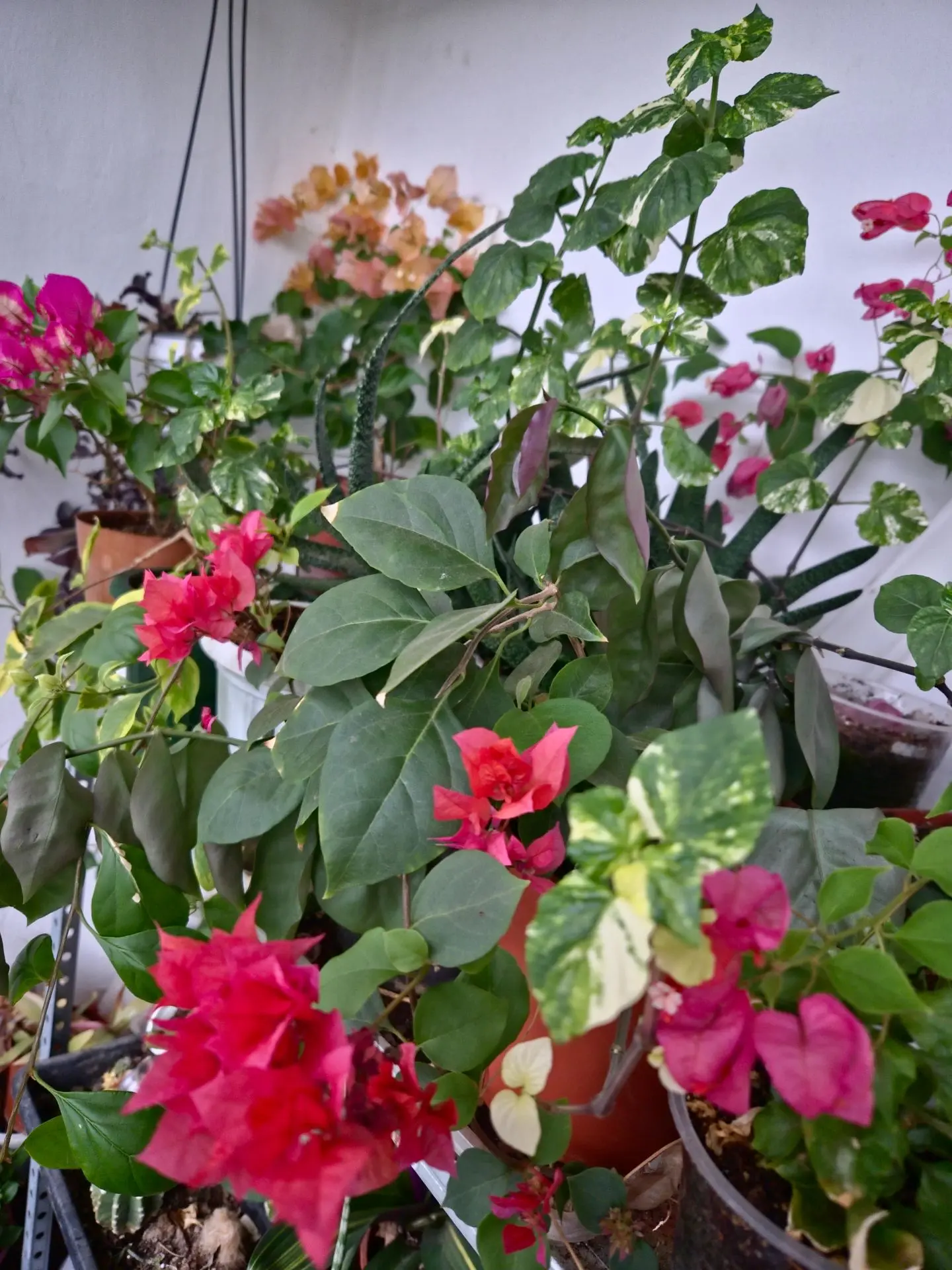 Как же в дождливый день цветули радуют глаз💚