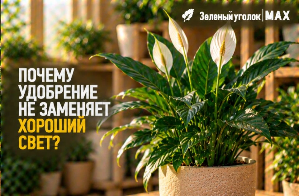 ☀️ ПОЧЕМУ УДОБРЕНИЕ НЕ ЗАМЕНЯЕТ ХОРОШИЙ СВЕТ?