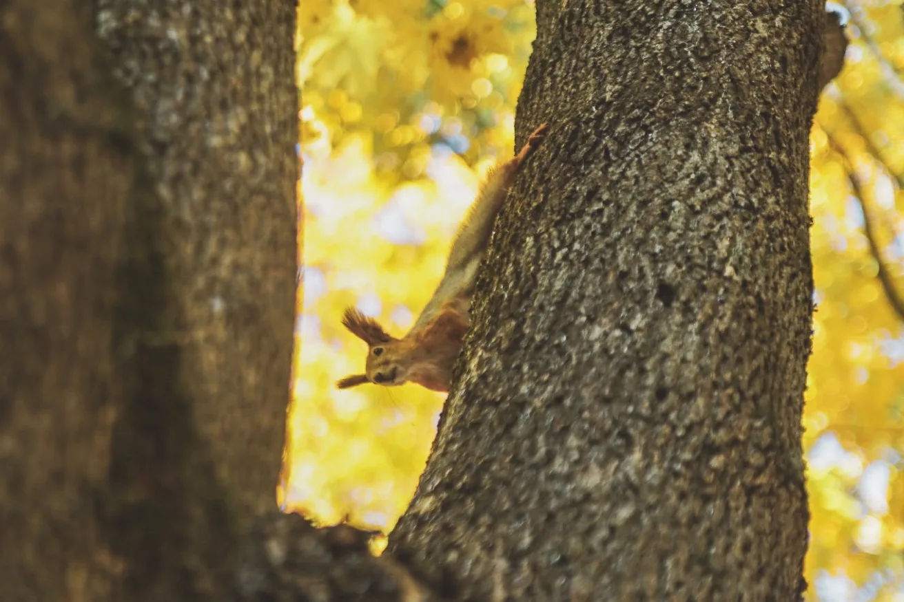 🍂 Хорошей недели, лестеховцы!