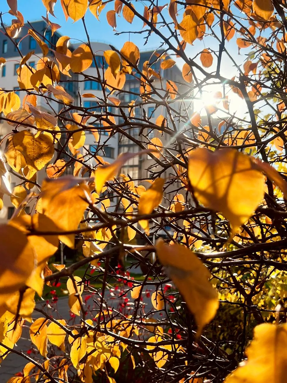 Рыжие наряды 🍁
