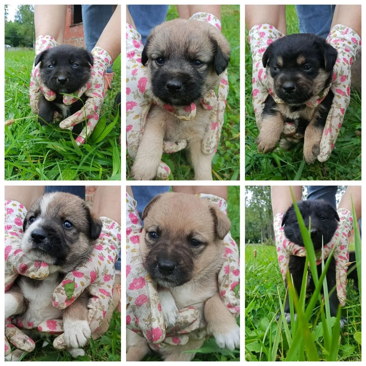 🗣️Добрые сердца, спасибо вам! ❤️🐾