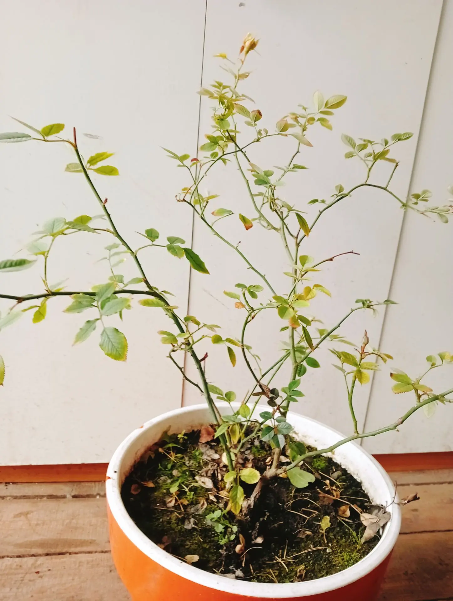 Доброго выходного утра! 🤗 Дымка всю ночь где-то ходила, дети одни были, запустила сейч...
